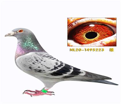 �����˹�¹���ֱ��223