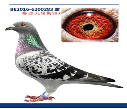 ³�Ϸ���˹ԭ�᣺��ţȮֱ��XֱŮ