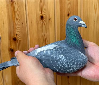 ��³��ԭ�᣺����227