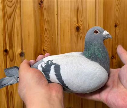 ��˹.Ƥ������ ���ԭ�᣺�Ǳ�X����