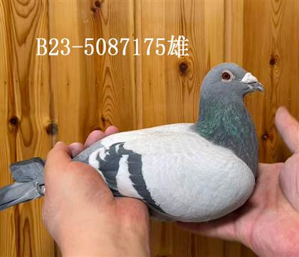 ��˹.Ƥ������ ���ԭ�᣺�Ǳ�X����