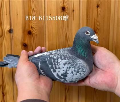 �Ͽ�.������ԭ�᣺����