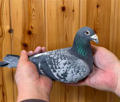 �Ͽ�.������ԭ�᣺����