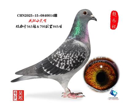 ����С����ߴ���Ѫ