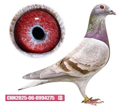 ���ǲ���-���ض�275