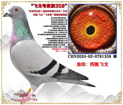 ����.�ɸꡰ���ݺŽ��ס��������������Ů��