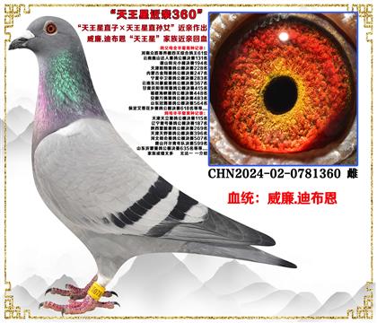 ����.�ϲ�����������ֱ�ӡ�������ֱ��Ů����������