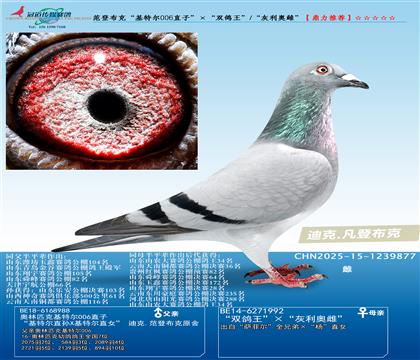 ���ǲ��ˡ����ض�006ֱ�ӡ�����˫������/�������´ơ�