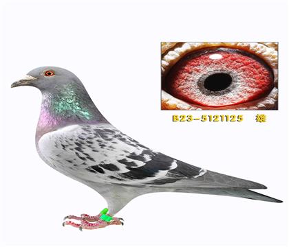 维切恩斯提奥 盖比鲁迪近亲回血作出125