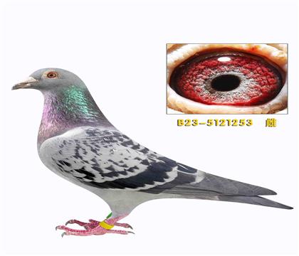 维切恩斯 提奥 盖比父亲作出很多超级赛鸽253