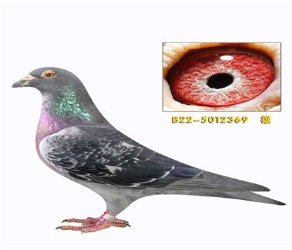 维切恩斯提奥 盖比本吉直孙369