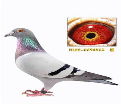 杨范德帕斯父女563