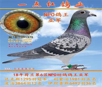 ����NPO�����Ǿ�