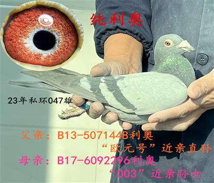 ������Ѫϵ