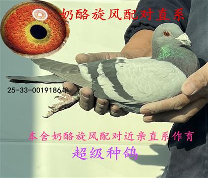 �����������ֱϵ