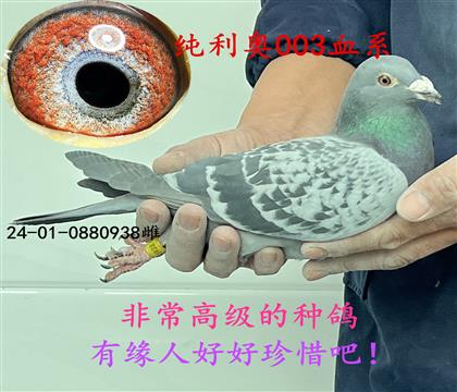 ���¡�003��