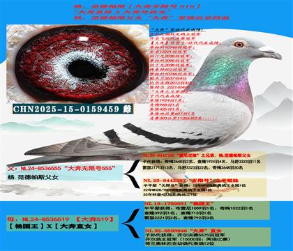 (重点推荐 公棚利器)杨范德帕斯“大奔直孙”X“大奔外孙女”