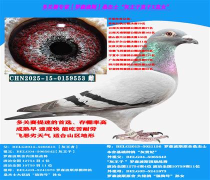 (山区地形 吃苦耐劳)罗森波斯桑杰士多关赛首推种雄