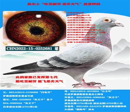臻藏种鸽(山区地形 吃苦耐劳)云贵川提速利器 公棚首选