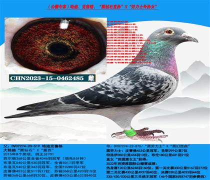 (公棚专家)哈迪、克鲁格超级种鸽