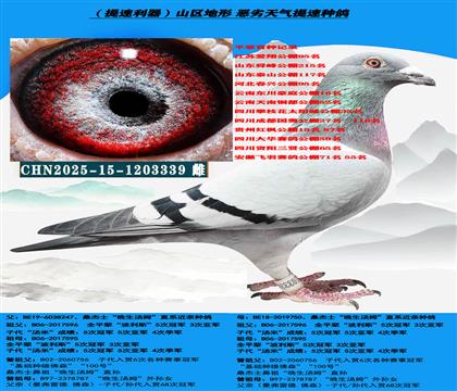 (吃苦耐劳 恶劣天气)多关赛高级提速种鸽