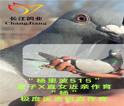 ·�����ֱ����ֱŮ��������Ƚ���