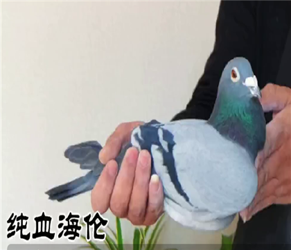 ��������Ѫ�����ء�����   ͼı����