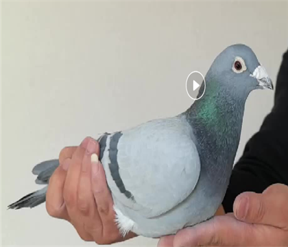 ���״�ͷ�ʽ���ֱ��