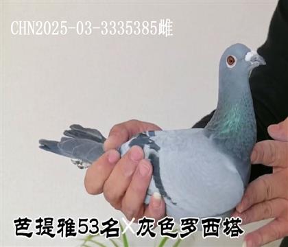 ������53���ɫ�����������Ӵ����Ƹ�385