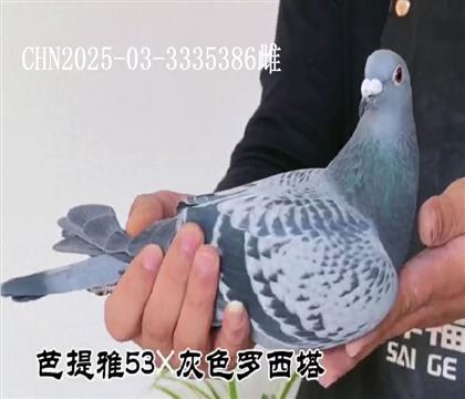 ������53���ɫ�������������Ƹ�386