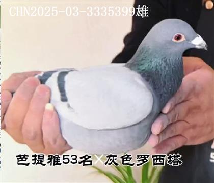 ������53���ɫ�������������۸�399