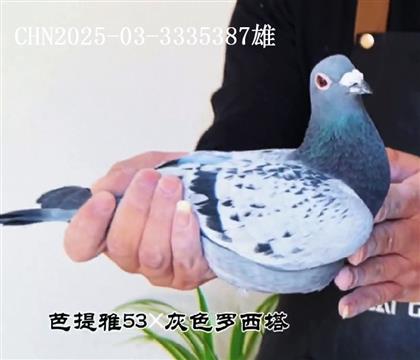 ������53���ɫ�������������۸�387