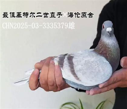 ��ѻ��ض�����ֱ���亣��ԭ�ᣬ�۸�379