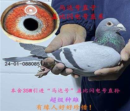 35W�����ֱ��