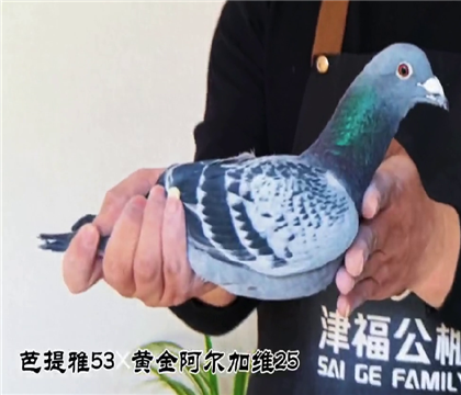 ������53��ƽ𰢶���ά25�������۸�373