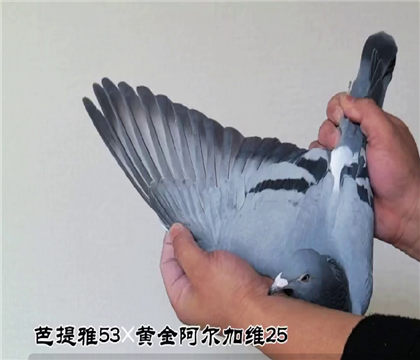 ������53��ƽ𰢶���ά25�������Ƹ�374