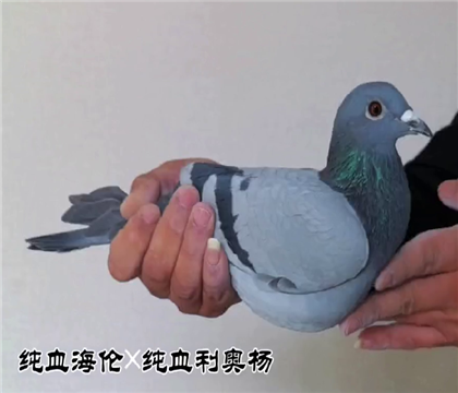 �������������������Ƹ�395