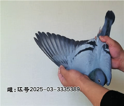 �������������������Ƹ�393