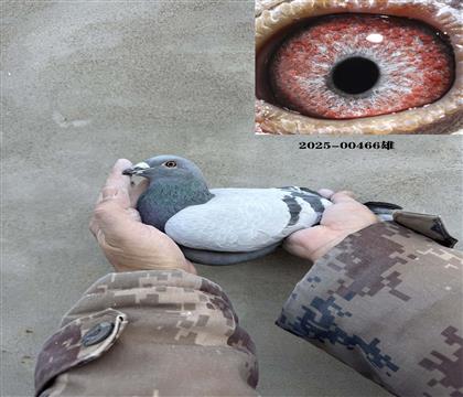 ��ȱ�ݽ�Ѫ466