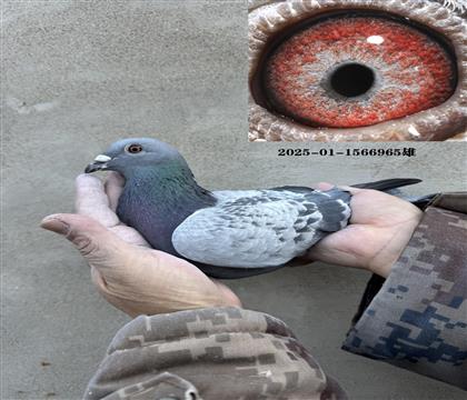 ��ȱ�ݽ�Ѫ965