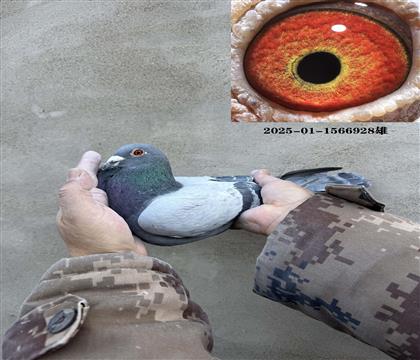 ���¸����ھ���928