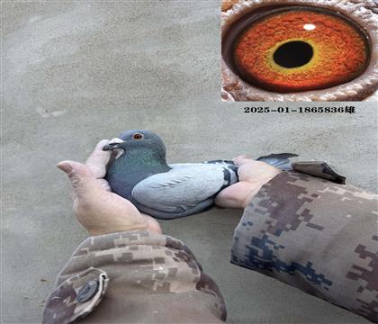 ����441��Ѫ836