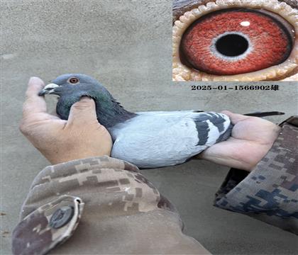 ǧ����13��ֱ��902