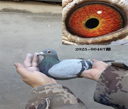 ����441ֱŮ467