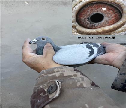 ղɭ���ƶ���Ѫ958