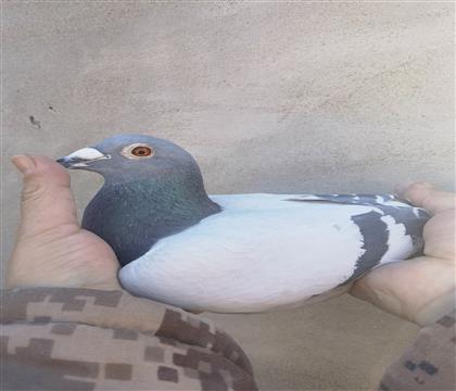 999��ҵ ���عھ�����