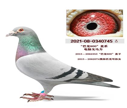 ������800��ֱϵ���Ը�����