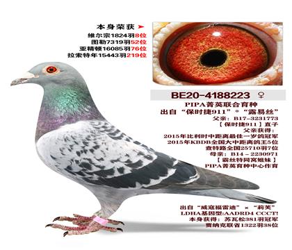 PIPAݼӢ�������� �����ٻ�1824��8λ