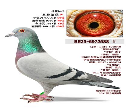 ����-Ǫ�����.������7637��12λ