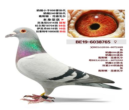 ��˹��.�����߶�-����098�����